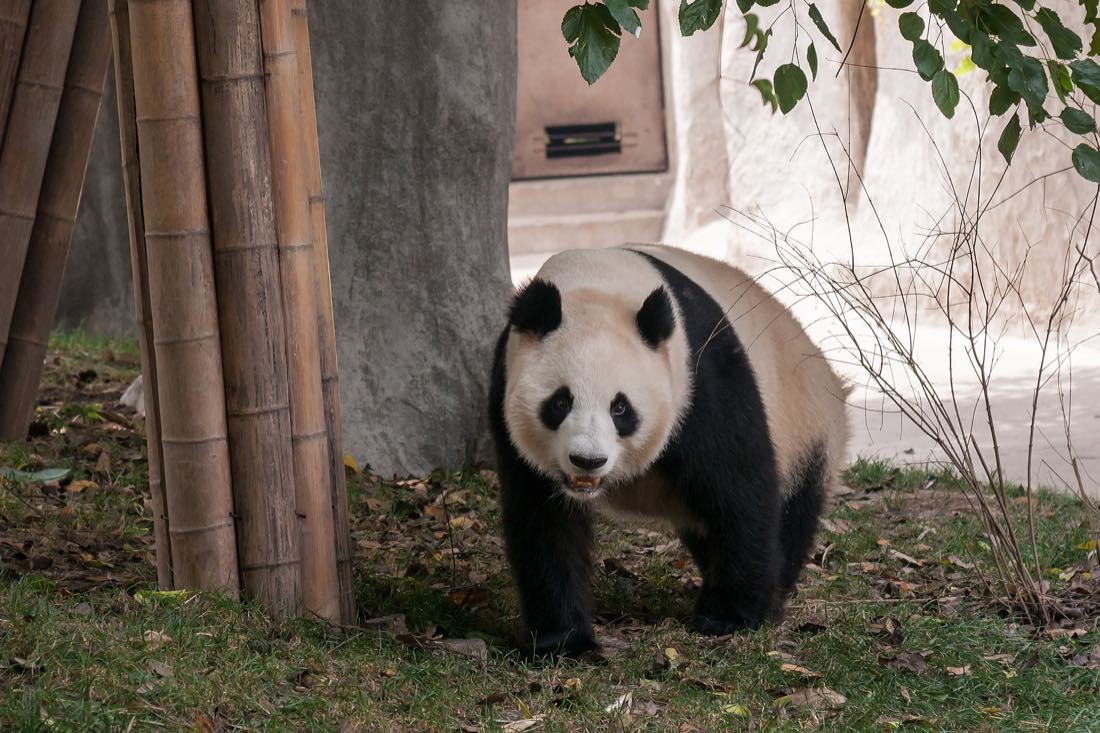 A giant panda at a Chinese zoo